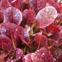 Red Lettuce seeds