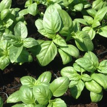 Sweet Basil seeds