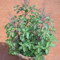 Shyama Tulsi seeds