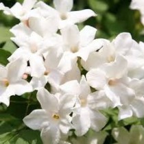 Chameli Plant (Jasmine)