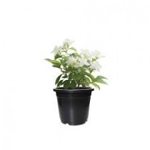Chameli Plant (Jasmine)