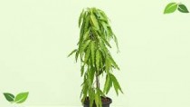 Ashoka Plant 