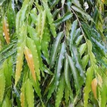 Ashoka Plant 