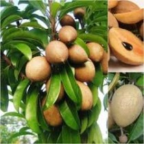 Cheeku  (Sapota) Plant