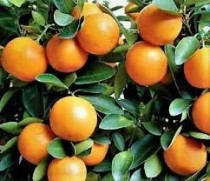Keenu (Tangerine) Plant