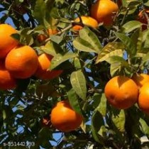 Keenu (Tangerine) Plant