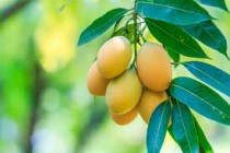 Mango All Time (Aam) Plant
