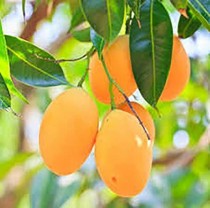 Mango Amarpali (Aam) Plant