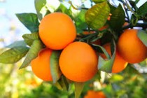 Orange ( Santara) Plant
