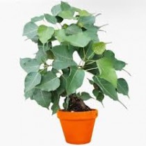 Peepal Plant (Sacred Fig)