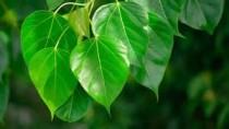 Peepal Plant (Sacred Fig)