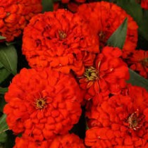 Zinnia Flower Seeds Scarlet Red Colour