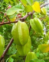 Starfruit (Kamrakh) Plant