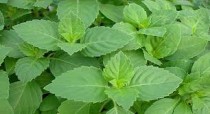 Tulsi Plant