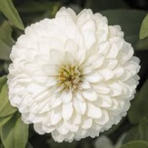 Zinnia Flower Seeds Double White Colour