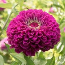 Zinnia Flower Seeds Purple Colour