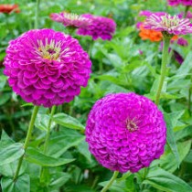 Zinnia Flower Seeds Purple Colour