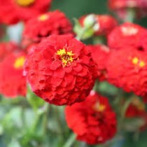 Zinnia Flower Seeds Scarlet Red Colour