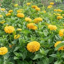 Zinnia Flower Seeds Yellow Colour