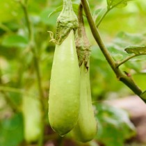 Green Long Brinjal (Hara Lamba Bengan) seeds