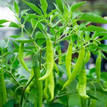 Chilli (mirchi) seeds