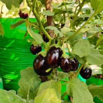 Chuchu Brinjal (Chhota Bengan) seeds