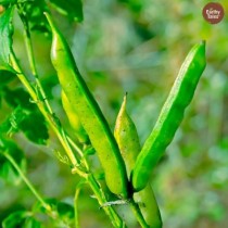 Guar Phali Cluster Beans Vegetable Seeds