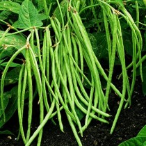 Cow pea Lobhiya Seeds