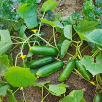 Cucumber Seeds