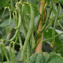 French Beans/ Phalli Seeds