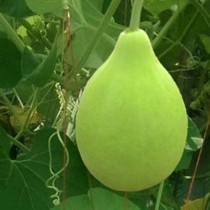Round Bottle Gourd (Gol Ghiya) seeds