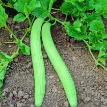 Kakri (Kakdi) seeds