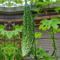 Bitter Gourd (Karela) seeds