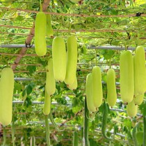 Bottle Gourd (Ghiya Lambi) seeds