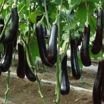 Brinjal Long F-1 hybrid 10-15 seeds