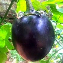 Brinjal Round (Bharta Bengan) Seeds