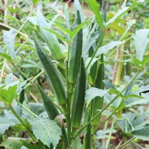 Lady Fingers (Bhindi) Seeds