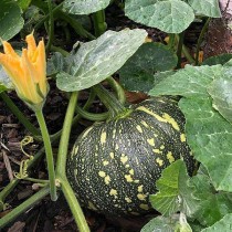 Pumpkin (Kaddu) seeds