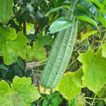Ridge Gourd (Tori) seeds