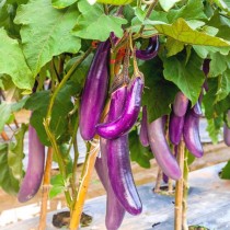 Brinjal Long F-1 hybrid 10-15 seeds