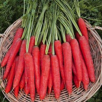 Carrot (Gajar) 100+ seeds