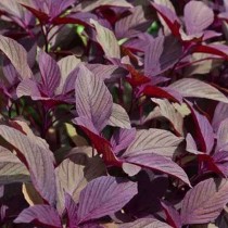 Red amaranthus (lal cholai) seeds