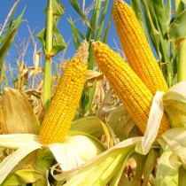 Sweet corn seeds