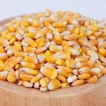 Sweet corn seeds