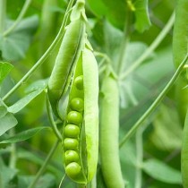 Peas (matar)  seeds