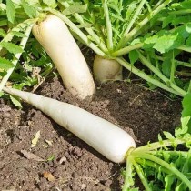 Radish (mooli) 30+ seeds