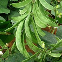Semphali seeds