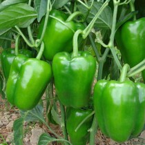 Capsicum (shimla mirch)