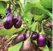 Chuchu Brinjal (Chhota Bengan) seeds
