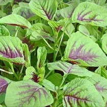 Green amaranthus (Cholai)Seeds